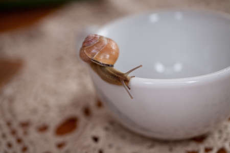 colorful little snail wandering on awhite  cupの写真素材