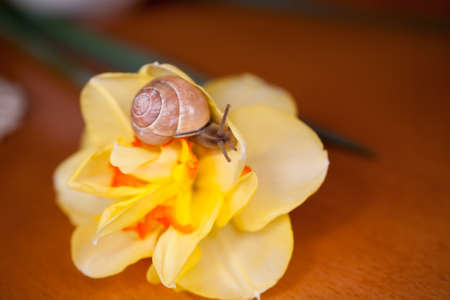 a small adorable snail wandering around yellow daffodilsの写真素材