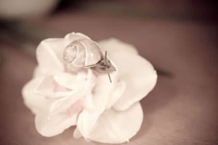 a small adorable snail wandering around yellow daffodilsの写真素材