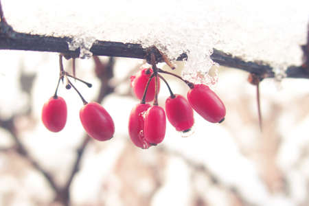 beautiful red barberry fruits covered with winter iceの写真素材