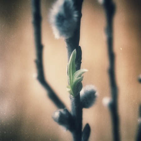 beautiful natural willow little willow twig with catkinsの写真素材