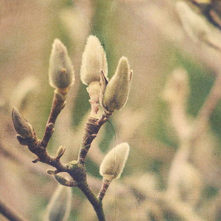 beautiful natural willow little willow twig with catkinsの写真素材