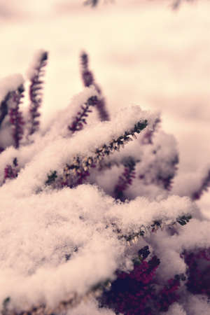 beautiful purple heather in the garden under fresh snowの写真素材