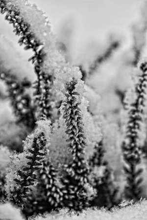 beautiful purple heather in the garden under fresh snow