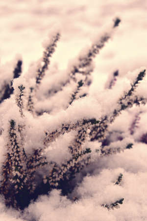 beautiful purple heather in the garden under fresh snowの写真素材