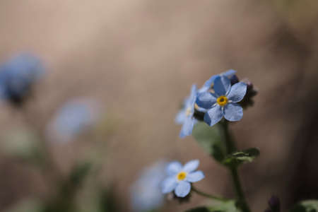 beautiful delicate forget-me-not flower growing in summer forestの写真素材