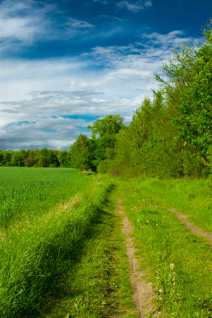 a lovely spring country road through a green forestの写真素材