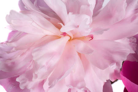 zbliÅ¼enie na tÅo z letniej piÄknej rÃ³Å¼owej peoni の写真素材