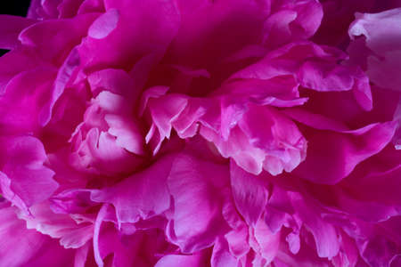 zbliÅ¼enie na tÅo z letniej piÄknej rÃ³Å¼owej peoni の写真素材