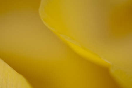 Petals of a beautiful yellow spring tulip flower with a large close-upの写真素材