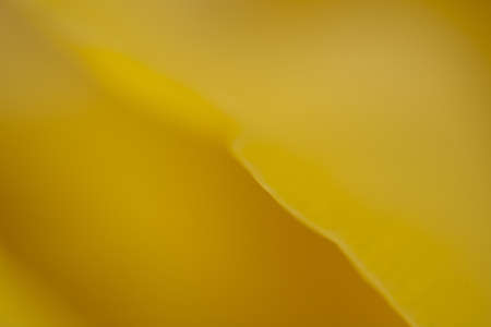 Petals of a beautiful yellow spring tulip flower with a large close-upの写真素材
