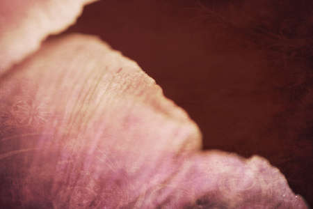 Petals of a beautiful pink tulip flower with a big close-up