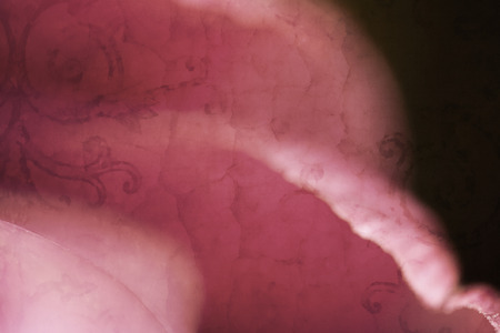 Petals of a beautiful pink tulip flower with a big close-upの写真素材