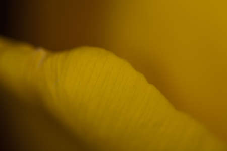 Petals of a beautiful yellow spring tulip flower with a large close-upの写真素材