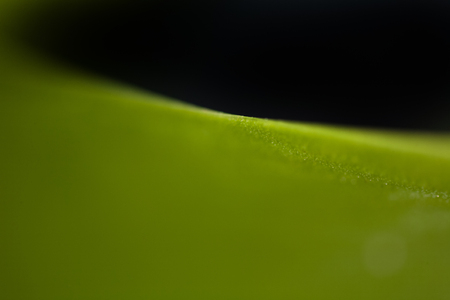 Beautiful green leaves of the spring stem of a tulip flower with a close-upの写真素材