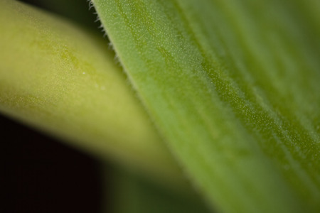 Beautiful green leaves of the spring stem of a tulip flower with a close-upの写真素材