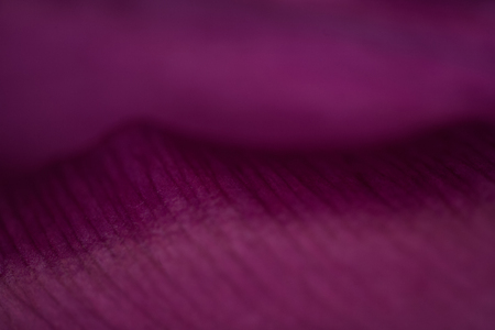 Petals of a beautiful pink tulip flower with a big close-upの写真素材