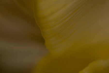 Petals of a beautiful yellow spring tulip flower with a large close-upの写真素材