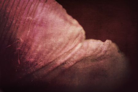 Petals of a beautiful pink tulip flower with a big close-up