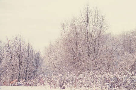 Beautiful winter landscape with fresh snow and treesの写真素材