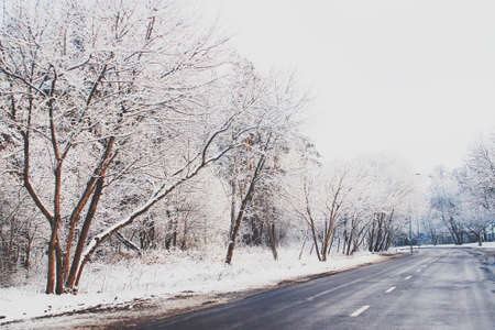 Beautiful winter landscape with fresh snow and treesの写真素材