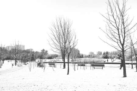 Beautiful winter landscape with fresh snow and treesの写真素材