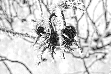 A delicate shrub with red fruits covered with white frostの写真素材