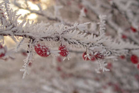 A delicate shrub with red fruits covered with white frostの写真素材