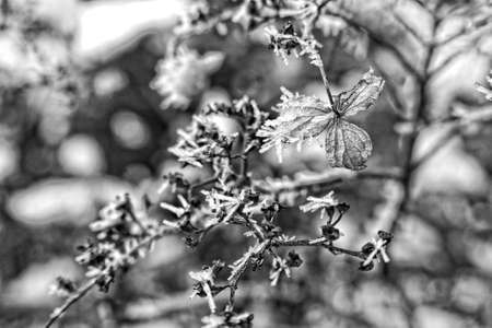 Last autumn flowers freezing under the first winter frostの写真素材