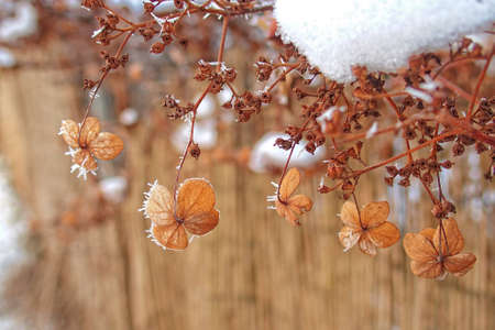 Brown last autumn flowers freezing under the first winter frost