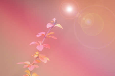 Beautiful red barberry illuminated by January light on a smooth backgroundの写真素材