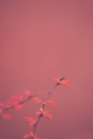 beautiful red barberry illuminated by January light on a smooth backgroundの写真素材