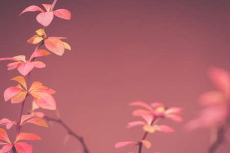 beautiful red barberry illuminated by January light on a smooth backgroundの写真素材