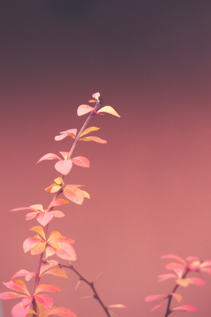 beautiful red barberry illuminated by January light on a smooth backgroundの写真素材
