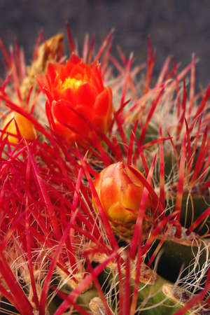 beautiful round green cactus with red spikes and delicate flowers,