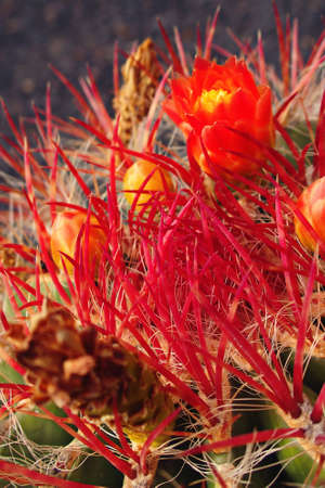 beautiful round green cactus with red spikes and delicate flowers,の写真素材