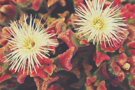 beautiful background with a plant with red leafs and white flowersの写真素材