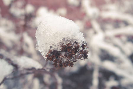 winter beautiful delicate plant coated with frozen white snow and iceの写真素材