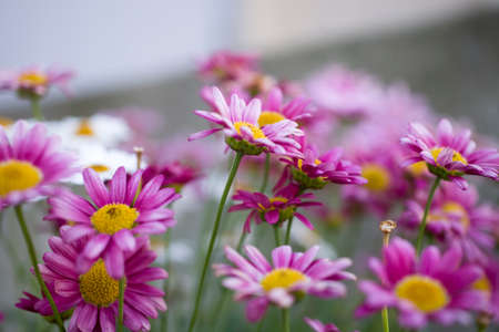 beautiful white and purple summer flowers growing in the garden