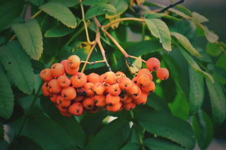 beautiful red rowan on the green branch of a tree in the warm rays of the summer sun