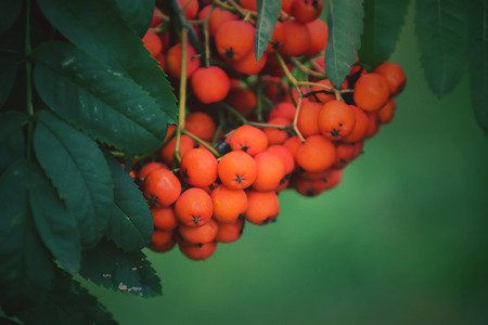 beautiful red rowan on the green branch of a tree in the warm rays of the summer sunの写真素材