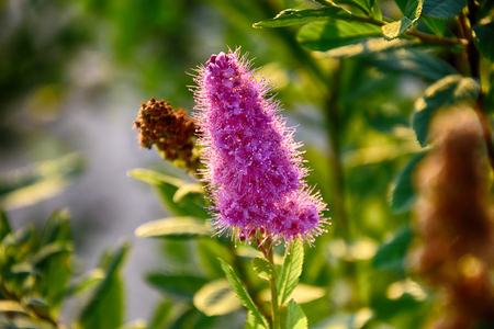 interesting beautiful floret flower of a bush in the warm autumn sun
