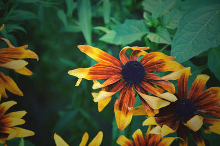 beautiful yellow flower hidden behind the fenceの写真素材