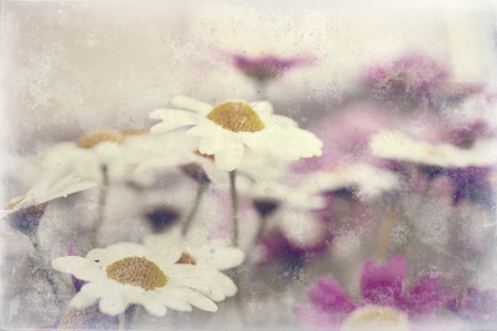 beautiful white and purple summer flowers growing in the gardenの写真素材