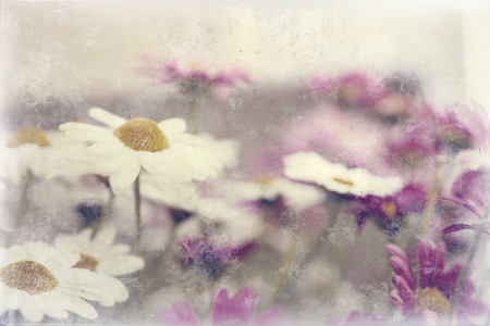 beautiful white and purple summer flowers growing in the gardenの写真素材
