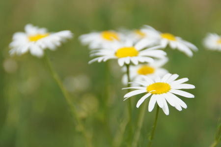 beautiful field camomiles growing on a green meadow in the summer sunの写真素材