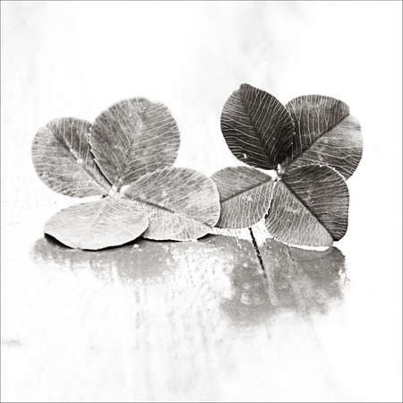 two four-leaf clover luckily lying on a wooden background