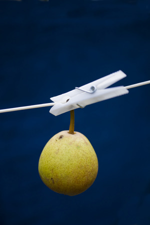 a green summer juicy gourd hanging on a string on a dark blue backgroundの写真素材