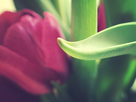 beautiful spring bouquet of fragrant colorful tulipsの写真素材