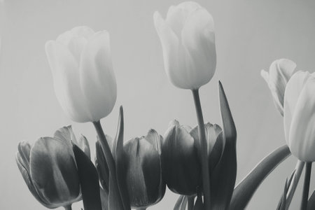 beautiful spring bouquet of fragrant colorful tulipsの写真素材